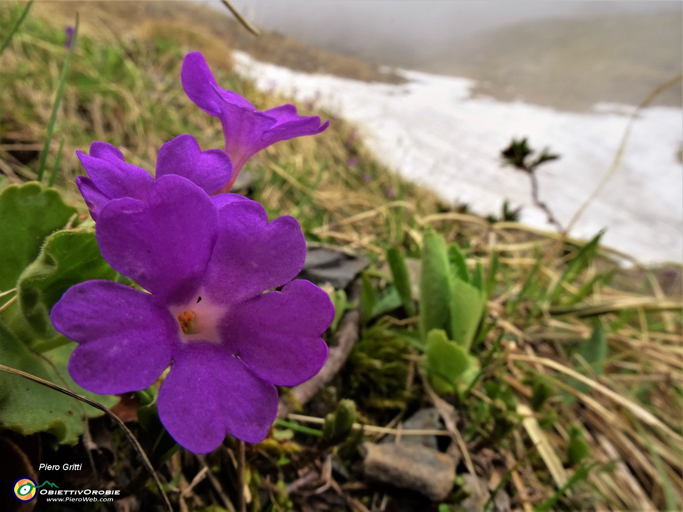 39 Primula irsuta (Primula irsuta) .JPG